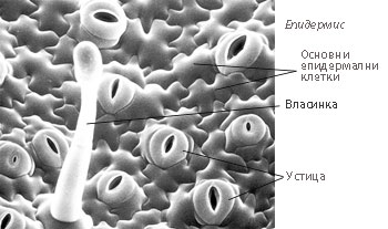 epidermis_350