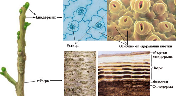 epidermis_cork_320h