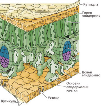 epidermis_cuticle_350