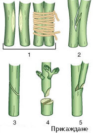 grafting_191