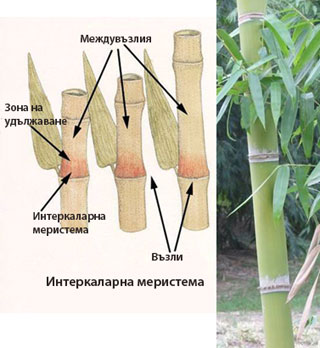 meristem_intercalary_320