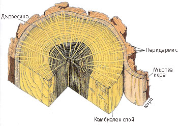 peridermis_350