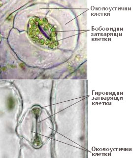 stomata_320h