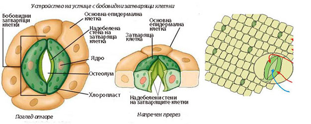 stomata_dicot_621