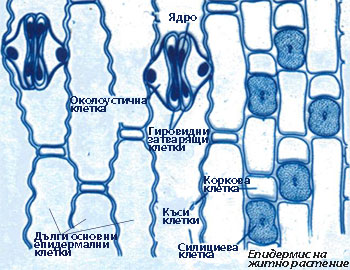 stomata_poa_350