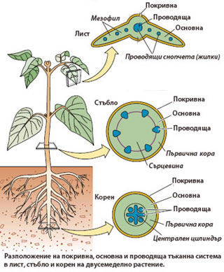 tissue_systems_320