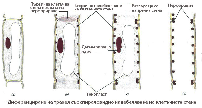 trachei_difer_650