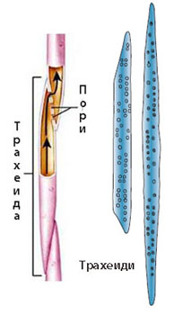 tracheids_350h