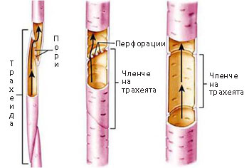 traheidi_trahei_350