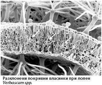 trichomes_verbascum