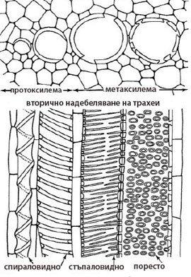 xylem_meta_400h