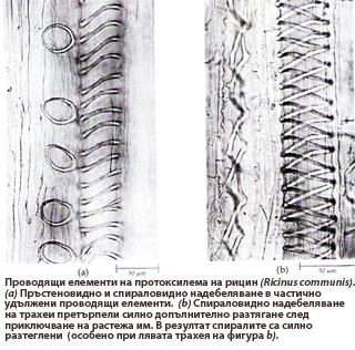 xylem_proto_320