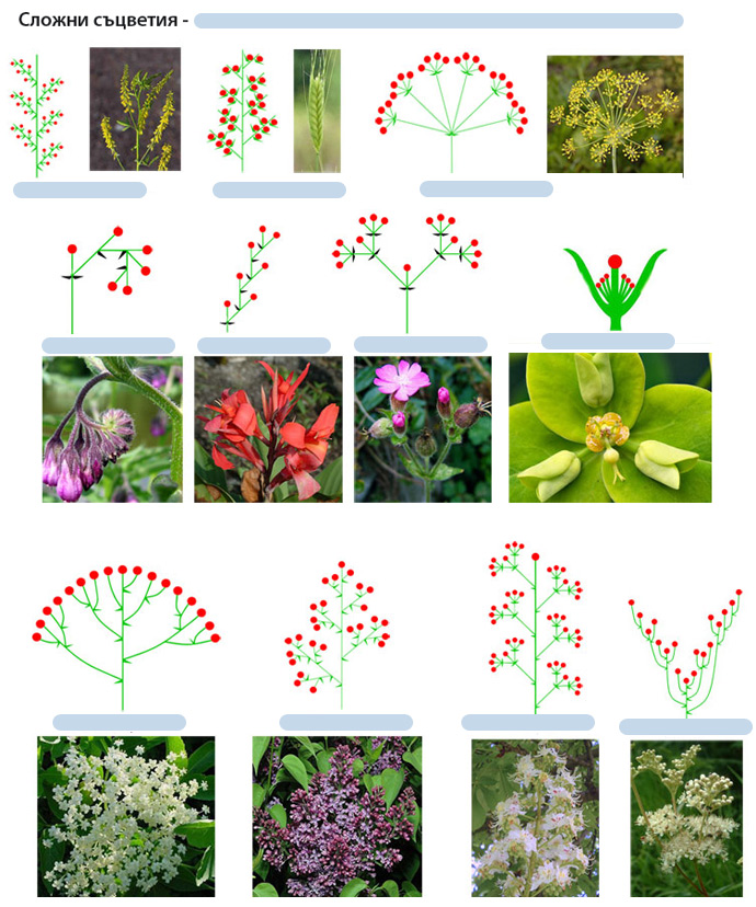 inflorescences_comp_m