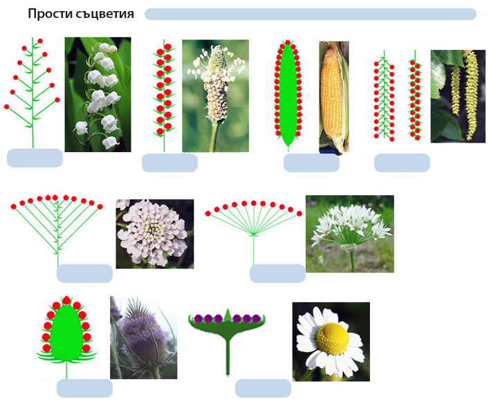 inflorescences_simple_m