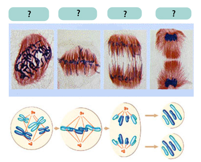 mitosis_phases